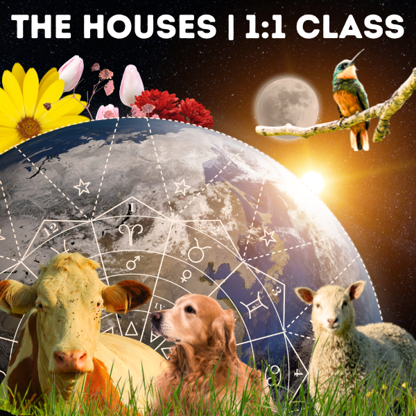 1:1 Live 60min Zoom Astrology Class: The Houses
