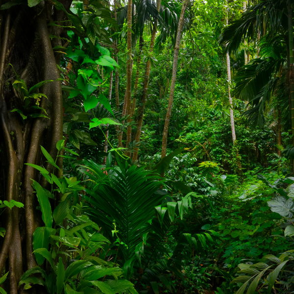 Hour Live Zoom Astrology Reading | LGBTQIA+, BIPOC, Disabled Persons